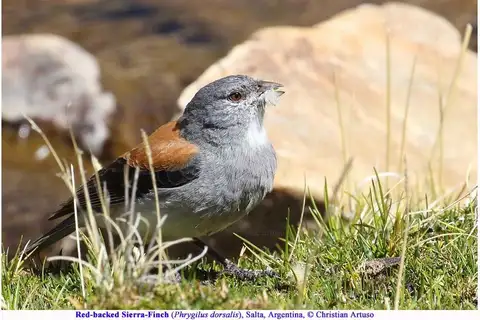 Red-backed Sierra Finch