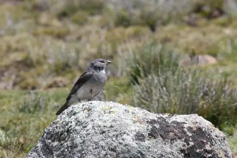White-throated Sierra Finch