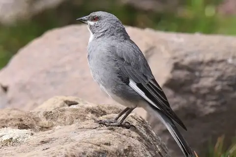 Glacier Finch