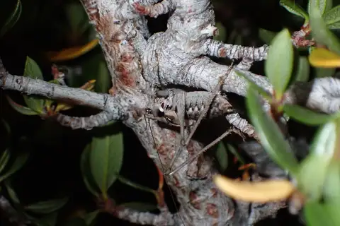 Pretty-thigh Shieldback