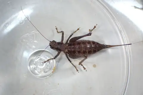 Black-dotted Shieldback