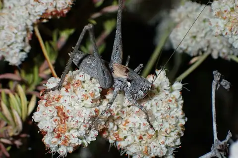 Pinnacles Shieldback Katydid