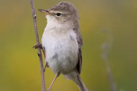 Booted Warbler