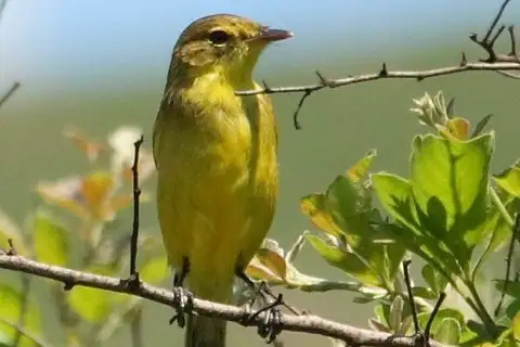 African Yellow Warbler