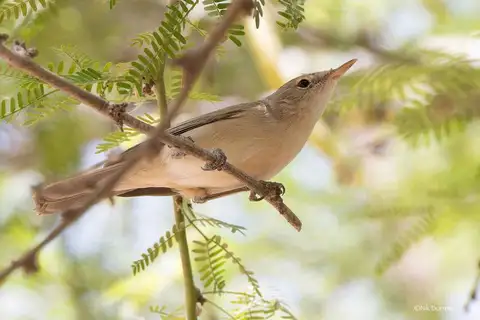 Western Olivaceous Warbler