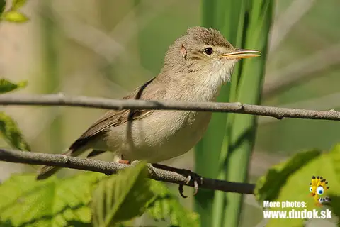 Eastern Olivaceous Warbler
