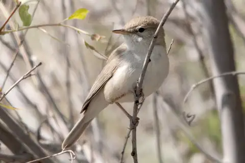 Sykes's Warbler