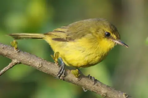 Mountain Yellow Warbler