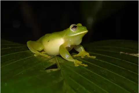 Magdalena Giant Glass Frog