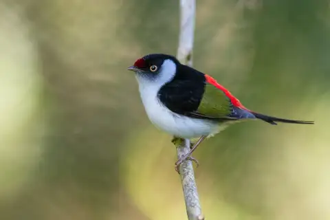 Pin-tailed Manakin