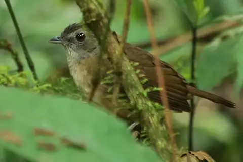 Scaly-breasted Illadopsis
