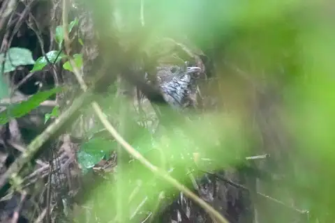 Tanzanian Illadopsis