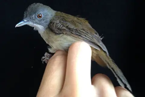 Pale-breasted Illadopsis