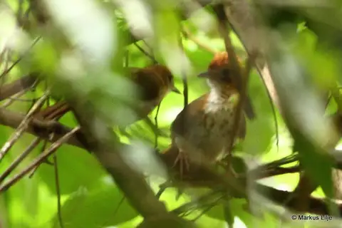 Spotted Thrush-Babbler