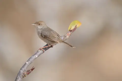 Socotra Warbler