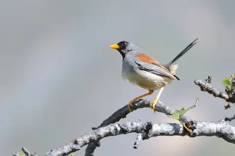 Buff-bridled Inca Finch