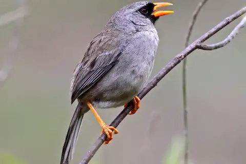 Grey-winged Inca Finch