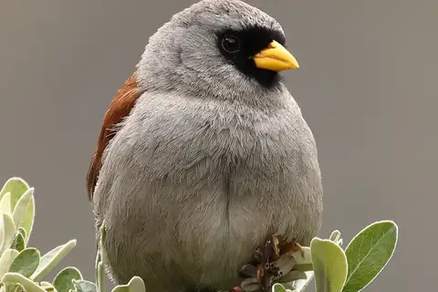 Rufous-backed Inca Finch