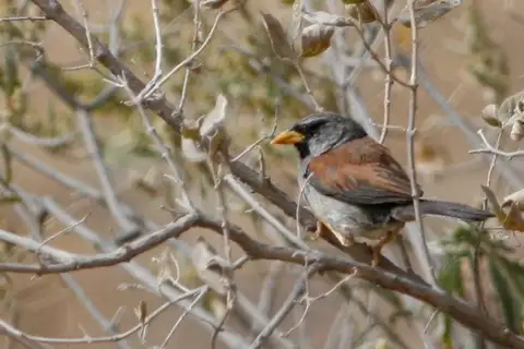 Great Inca Finch