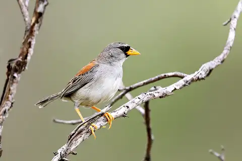 Little Inca Finch