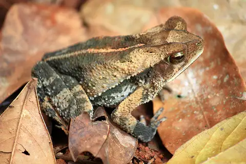 Rainforest Toad