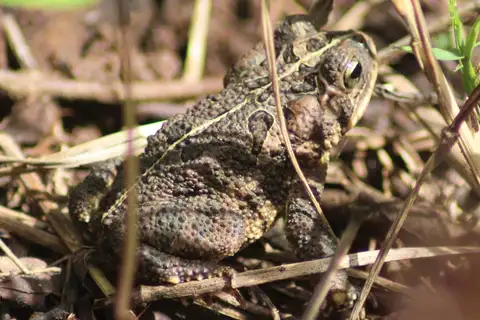 Dry Forest Toad