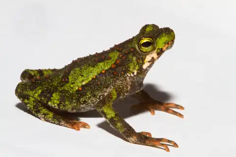 Green Climbing Toad