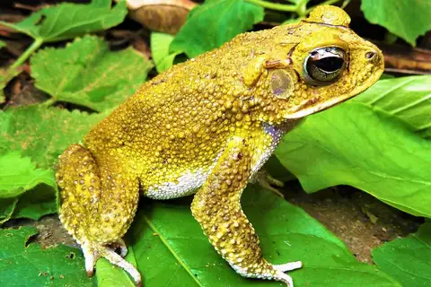 Yellow Toad