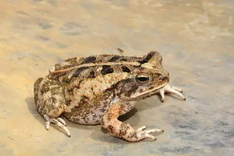 Marbled Toad