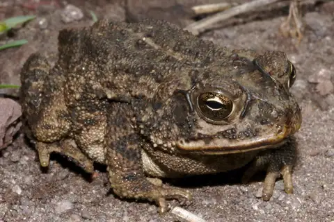 Sinaloa toad