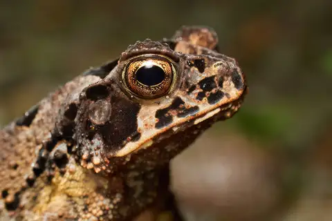 Wet Forest Toad