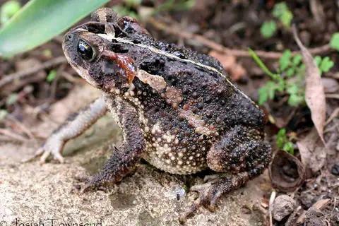 Porter's Toad