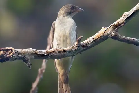 Malaysian Honeyguide
