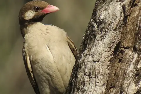 Greater Honeyguide