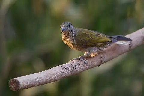 Spotted Honeyguide
