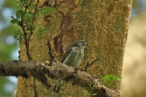 Pallid Honeyguide