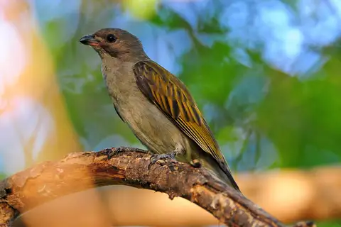Lesser Honeyguide