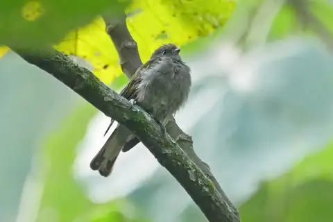 Dwarf Honeyguide