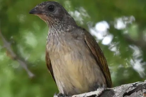 Scaly-throated Honeyguide