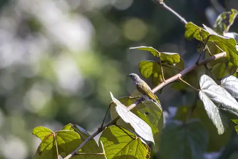 Willcocks's Honeyguide