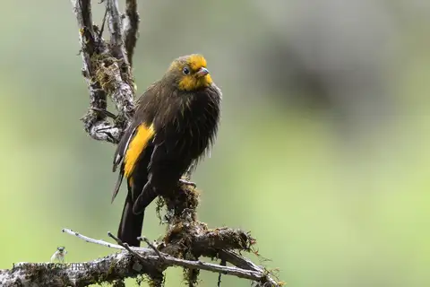 Yellow-rumped Honeyguide