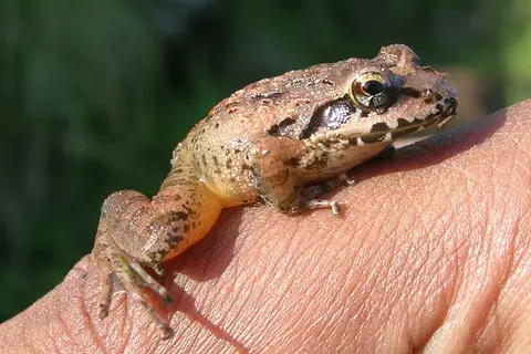 South Indian Frog