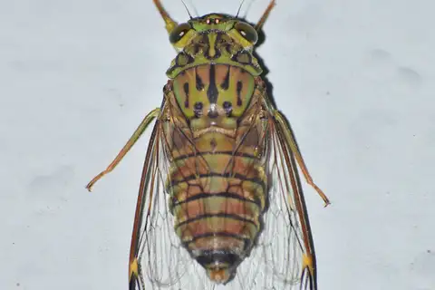 Indopurana cheeveeda