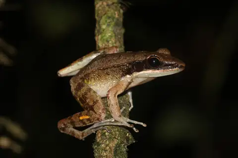 Nicobarese Frog