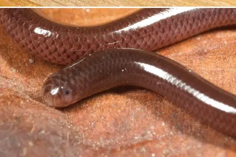 Brahminy Blindsnake