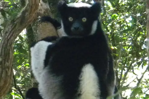 Indri