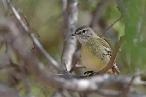 Slender-billed Inezia