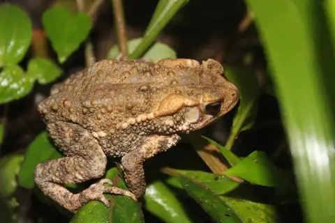 Indonesian Crested Toad