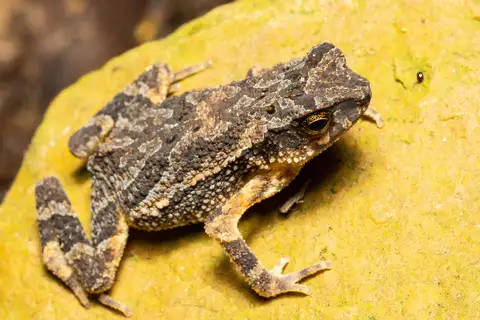 Golden-crested Dwarf Toad