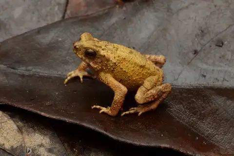 Malayan Dwarf Toad